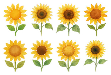 Charming watercolor sunflowers illustration.