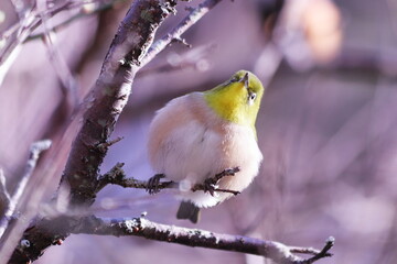 枝の上で羽を膨らませた可愛いメジロ