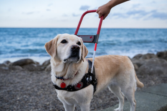 Trained guide dog with red handle harness near seaside during daytime, service animal for blind people, outdoor assistance concept
