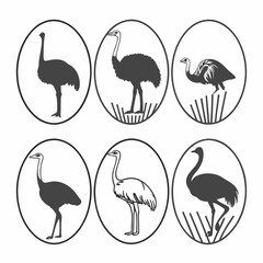 Six ostrich silhouettes in oval frames, showcasing various species and poses