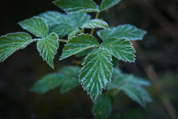GROUND FROST - Hoarfrost on the leaves of forest plants