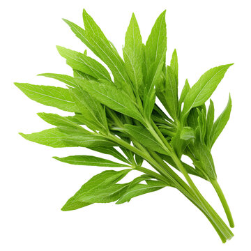 fresh cleome shoots on transparent png background