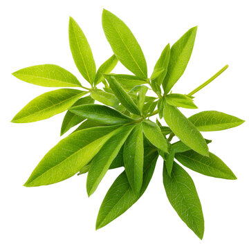 fresh cleome shoots on transparent png background
