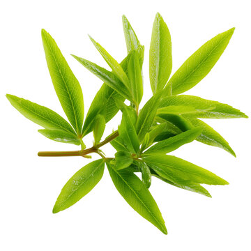 fresh cleome shoots on transparent png background