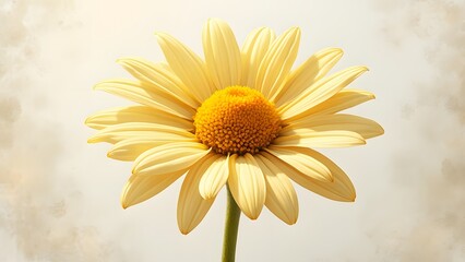 Stunning Yellow Daisy Flower Closeup Botanical Image