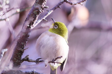アップで撮った枝の上のメジロ