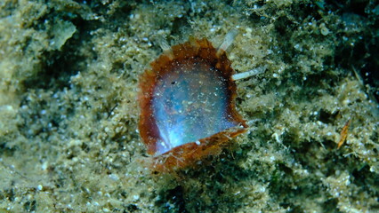 Rayed pearl oyster (Pinctada radiata) shell on sea bottom, Aegean Sea, Greece, Halkidiki, Pirgos beach © Alexey