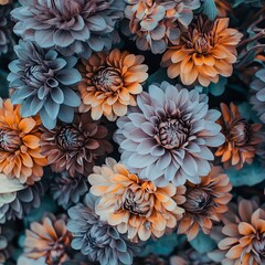 Stunning Closeup of Blue and Orange Dahlias