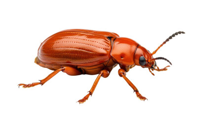 Isolated Orange Leaf Beetle with Long Antennae Crawling on Transparent Surface, Detailed View