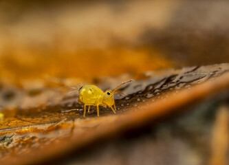 Kugelspringer,springtail,Collembola