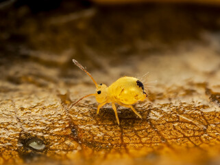 Kugelspringer,springtail,Collembola