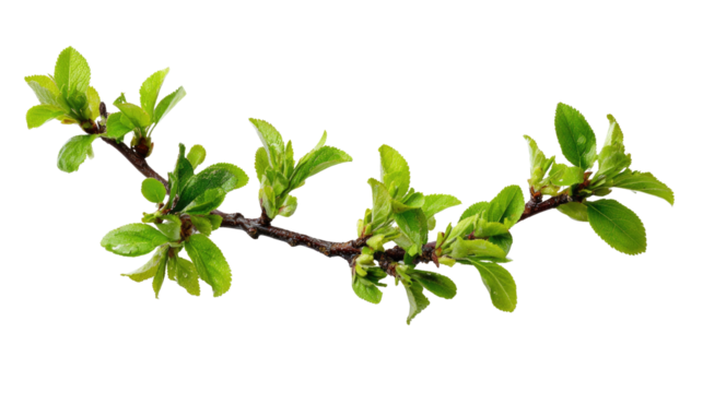 A fresh green branch emerges with new leaves and buds, showcasing vibrant spring growth and nature's renewal against a stark transparent background. background removed