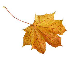 A leaf with a red and yellow color. The leaf is on a white background. The leaf is in a natural setting. Concept of autumn and the changing of the seasons