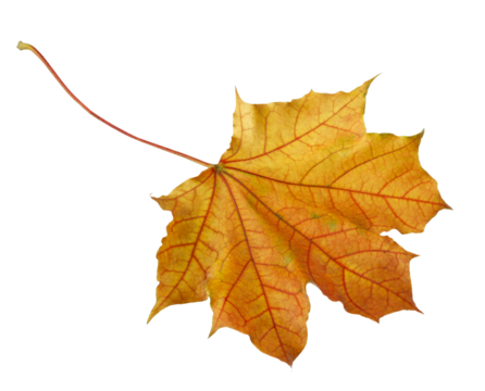 A leaf with a red and yellow color. The leaf is on a white background. The leaf is in a natural setting. Concept of autumn and the changing of the seasons