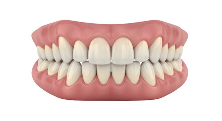 Isolated human jaw anatomical model, teeth in gums with healthy teeth and natural gum tone