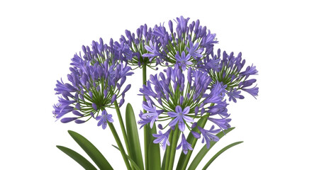 Obraz premium Isolated Agapanthus flower, light violet blossoms, floral arrangement with lily of the Nile
