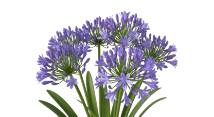 Isolated Agapanthus flower, light violet blossoms, floral arrangement with lily of the Nile