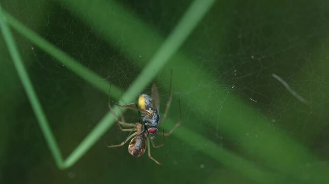 Canopy spider feeding on its prey