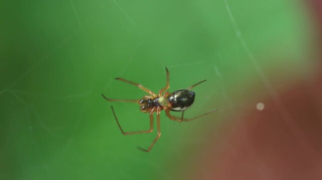 close-up of a canopy spider from below