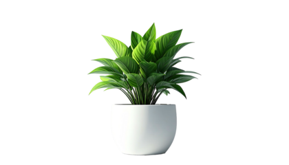 Lush green houseplant, well-lit, centered in a white, rounded, minimalist pot, black bg
