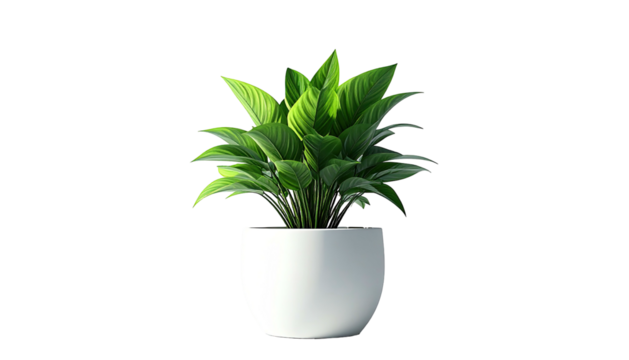 Lush green houseplant, well-lit, centered in a white, rounded, minimalist pot, black bg