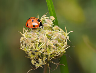 Siebenpunkt-Marienkäfer, Coccinella septempunctata