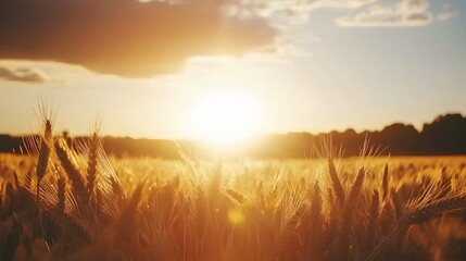 Fototapeta premium Golden Wheat Field Sunset Landscape Photography