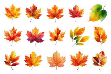 Fototapeta premium Vibrant autumn leaves collection.