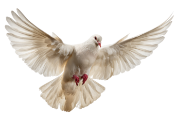 A pristine white dove, wings majestically unfurled, soaring against a deep black backdrop, embodying peace, hope, and spiritual freedom. background removed