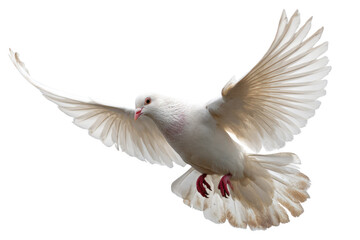 Obraz premium A beautiful white dove in mid-flight with wings fully extended against a pure transparent background. Symbolizes peace, freedom, and hope. background removed