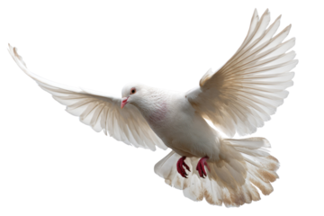 A beautiful white dove in mid-flight with wings fully extended against a pure transparent background. Symbolizes peace, freedom, and hope. background removed
