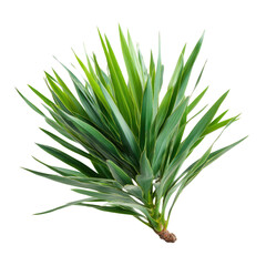 Fototapeta premium A vibrant green Yucca plant with spiky, elongated leaves stands isolated on a transparent background, showcasing its striking form. background removed