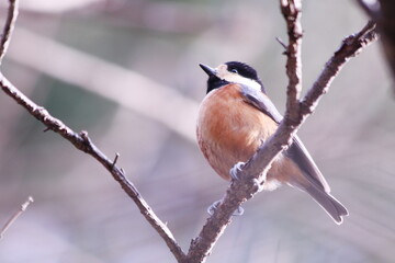 アップで撮った可愛いヤマガラ