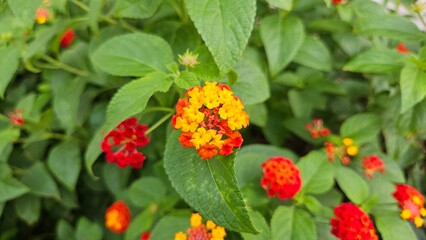 Lantana Camara flowers with a mix of red and yellow, blooming among the garden bushes.