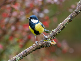 Naklejka premium Kohlmeise, Parus major