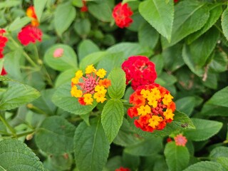 Lantana Camara flowers with a mix of red and yellow, blooming among the garden bushes.
