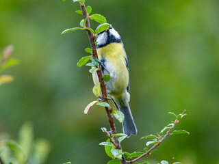 Blaumeise, Cyanistes caeruleus