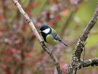 Kohlmeise, Parus major