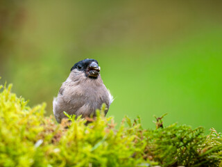 Gimpel, Dompfaff, Eurasian bullfinch