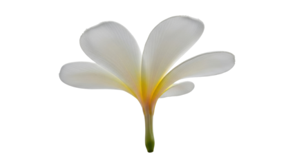 Isolated frangipani flower, tropical summer blossom with five petals, Plumeria alba