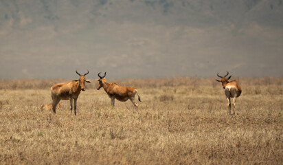 Group of hartebeests standing alert on dry grassland with soft light and mountains in the distance...