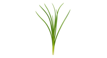 Isolated clump of fresh green chives ready to use in cooking ingredient food herb flavoring