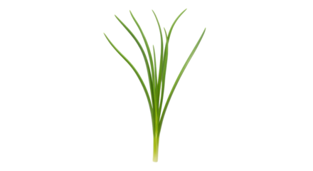 Isolated clump of fresh green chives ready to use in cooking ingredient food herb flavoring