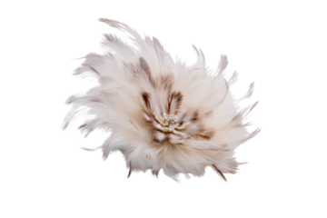 A beautiful light beige and brown feather arrangement, possibly a decorative brooch or hair accessory, with a delicate beaded center, isolated on black. background removed