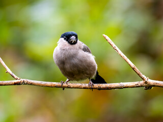 Gimpel, Dompfaff, Eurasian bullfinch