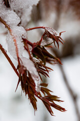Snow-covered branch close-up. Macro photo of a branch with fresh snow in the forest. Winter season, Christmas background, cold weather concept.