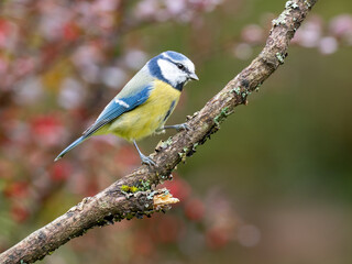 Fototapeta premium Blaumeise, Cyanistes caeruleus,