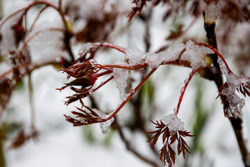 Snow-covered branch close-up. Macro photo of a branch with fresh snow in the forest. Winter season, Christmas background, cold weather concept.
