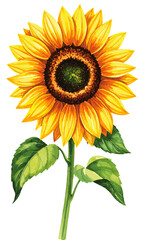 Fototapeta premium Watercolor Sunflower Bouquet. Floral Clip Art for Farmhouse or Wedding Design