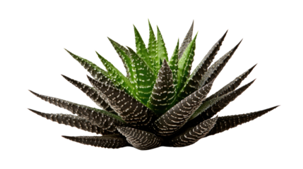 A striking Haworthia succulent, showcasing its dark, pointed leaves with intricate white patterns, contrasts beautifully with the vibrant green center. Elegant and exotic. background removed